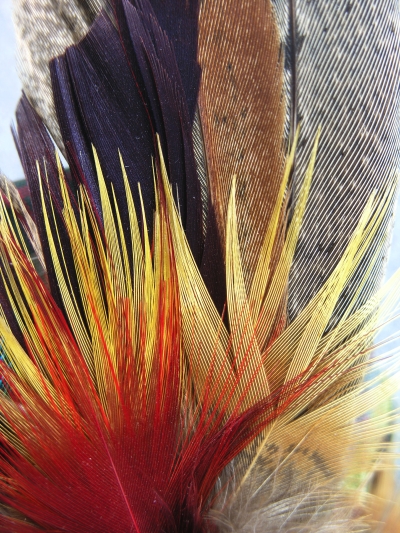 Feather Detail